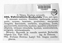 Tubercularia berberidis image